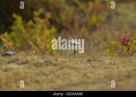 A wader bird at Point Calimere Wildlife and Bird Sanctuary, a 21.47 square km protected area in Tamil Nadu on the Bay of Bengal. Stock Photo