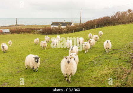 Ireland, Kerry, County Kerry, Ring of Kerry, sheep herd on a green meadow by the sea Stock Photo