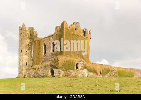 Ireland, Kerry, County Kerry, Ballycarbery Castle, Old Castle with overgrown stone wall Stock Photo