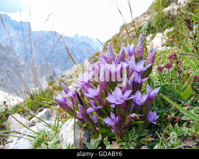 Italy, Trentino-Alto Adige, Provincia di Bolzano, gentian in the mountain area, descent from the Herrsteingipfel, gentian Stock Photo