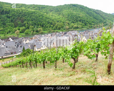 Germany, Rhineland-Palatinate, Mesenich, On the Mosel steep path, vineyards and gray slate roofs Stock Photo