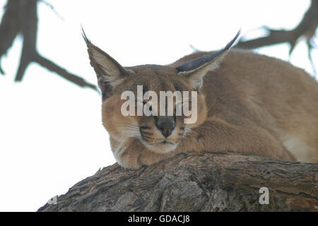 Namibia, Hardap, The Caracal (Caracal caracal) is an Afro-Asian, medium-sized cat and the only representative of the genus Caracal Stock Photo