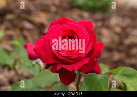 Alecs Red, a hybrid tea rose Stock Photo