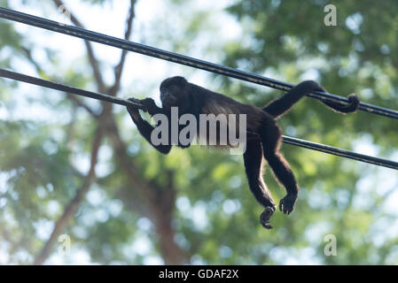 Costa Rica, Guanacaste, howler monkey is located on a stream, howler monkeys (Alouatta), a primate genus from the family of the atelids (Atelidae). Stock Photo