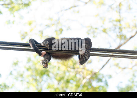 Costa Rica, Guanacaste, Injured howler monkey (Alouatta) lies on a power line, a primate genus from the family of the atelids (Atelidae) Stock Photo