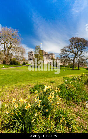 Spring daffodils at Powderham Castle, home to the Earls of Devon in Kenton, near Exeter, Devon, England, UK Stock Photo