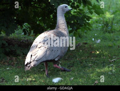 South Australian Cape Barren Goose (Cereopsis novaehollandiae) Stock Photo