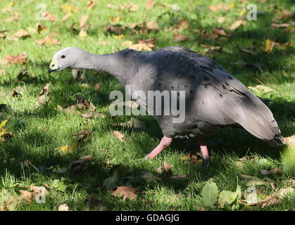 South Australian Cape Barren Goose (Cereopsis novaehollandiae) Stock Photo