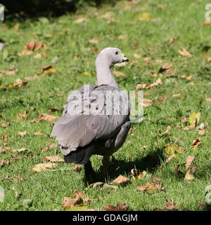 South Australian Cape Barren Goose (Cereopsis novaehollandiae) walking away Stock Photo