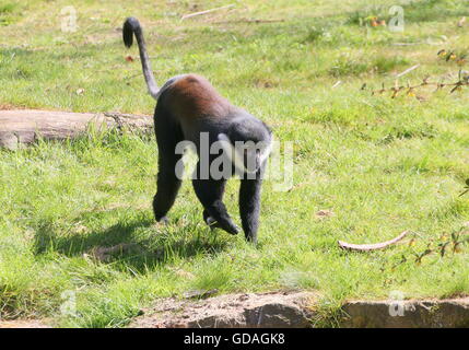 Male Central African L'Hoest's monkey (Cercopithecus lhoesti) running towards the camera Stock Photo