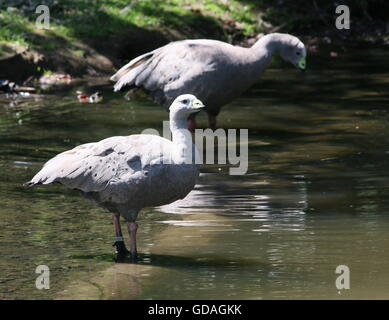Pair of South Australian Cape Barren Geese (Cereopsis novaehollandiae) at the shore Stock Photo