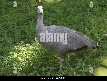 South Australian Cape Barren Goose (Cereopsis novaehollandiae) facing the camera Stock Photo