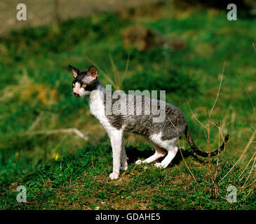 Cornish Rex Domestic Cat Stock Photo