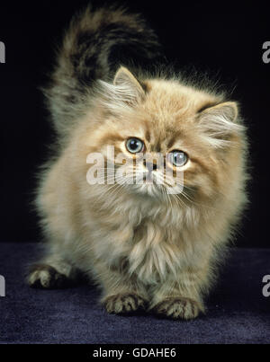 COLOURPOINT SEAL POINT PERSIAN KITTEN AGAINST BLACK BACKGROUND Stock Photo
