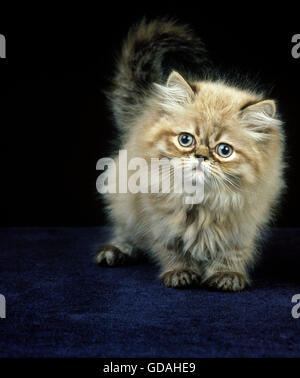 Colourpoint Persian Domestic Cat, Kitten against Black Background Stock Photo