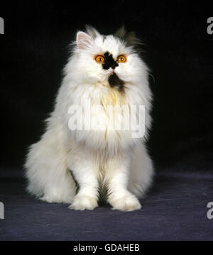 Black and White Bicolor Persian Domestic Cat Stock Photo