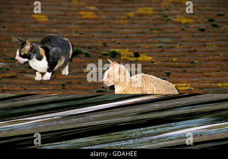 Cornish Rex Domestic Cat on Roof Stock Photo