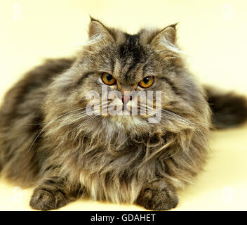 BROWN TABBY PERSIAN DOMESTIC CAT, ADULT RESTING Stock Photo