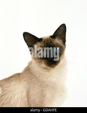 Balinese Domestic Cat, Portrait of Adult against White Background Stock Photo