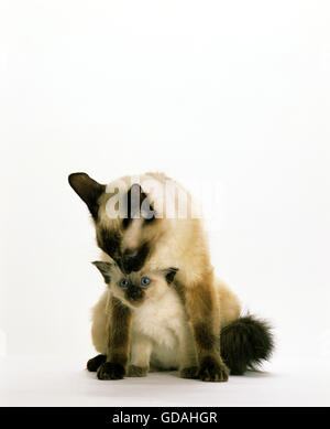 Balinese Domestic Cat, Mother with Kitten sitting against White Background Stock Photo