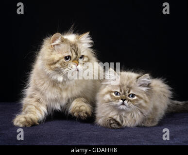 Colourpoint Seal Point Persian Domestic Cat, Mother and Kitten against Black Background Stock Photo