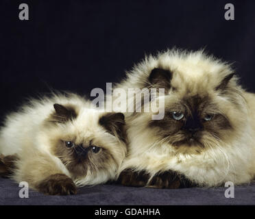 Colourpoint Seal Point Persian Domestic Cat, Mother and Kitten against Black Background Stock Photo