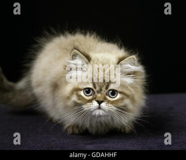 Colourpoint Persian Domestic Cat, Kitten against Black Background Stock Photo