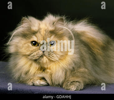 Smoke Persian Domestic Cat, Adult laying against Black Background Stock Photo