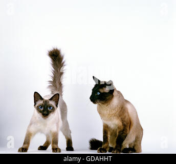 Balinese Domestic Cat, Adults against White Background Stock Photo