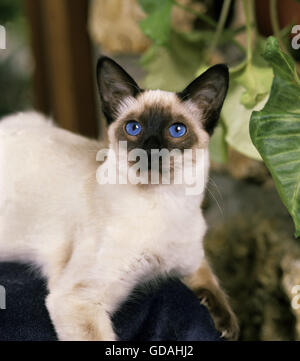 Balinese Domestic Cat Stock Photo