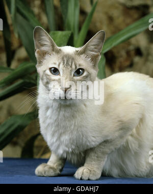 Balinese Domestic Cat Stock Photo