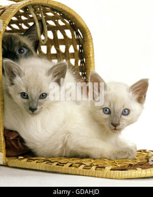 BALINESE DOMESTIC CAT, MOTHER WITH KITTEN IN BASKET Stock Photo