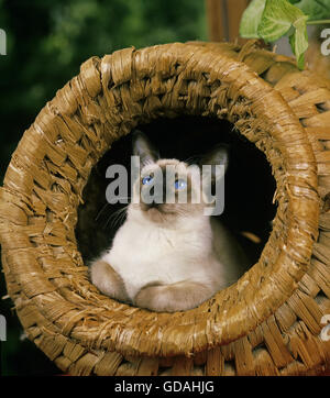 Balinese Domestic Cat in Basket Stock Photo