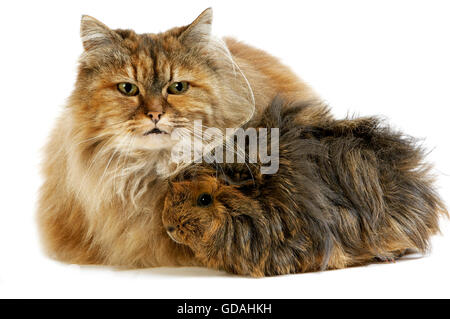 Tortoiseshell Persian Domestic Cat with long Hair Guinea Pig against White Background Stock Photo