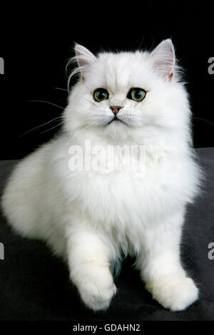 Chinchilla Persian Cat Adult With Green Eyes Stock Photo Alamy