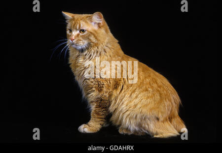 Cymric Domestic Cat sitting against Black Background Stock Photo