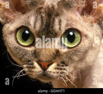 Devon Rex Domestic Cat, Portrait of Adult Stock Photo