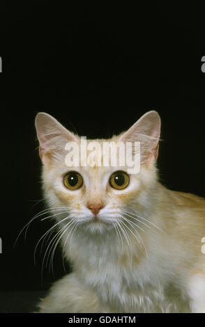 Cymric Cat, Portrait of Female against Black Background Stock Photo