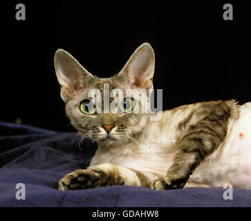 Devon Rex Domestic Cat, Adult laying down against Black Background Stock Photo
