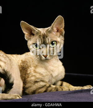 Devon Rex Domestic Cat laying Stock Photo