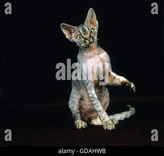 Devon Rex Domestic Cat against Black Background Stock Photo