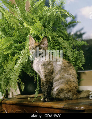 Devon Rex Domestic Cat Stock Photo
