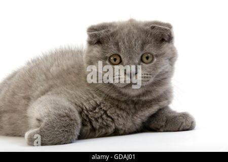 Scottish Fold. Blue kitten sitting while wearing a hat shaped as a
