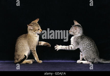 Oriental Domestic Cat, Adults Playing against Black Background Stock Photo