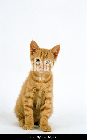 Red Tabby Domestic Cat, Kitten sitting against White Background Stock Photo