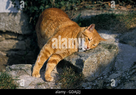 Red Tabby Domestic Cat, Adult rubbing Head on Rock Stock Photo