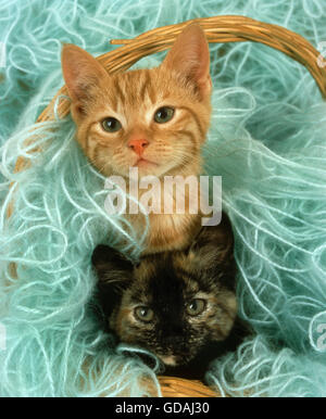 Domestic Cat, Kittens playing in Wool Stock Photo