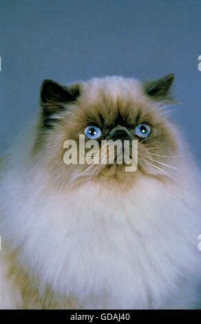 Portrait of Himalayan Domestic Cat Stock Photo