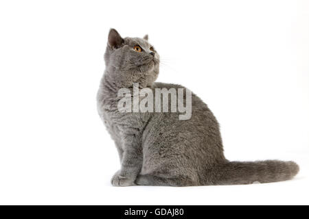 BLUE BRITISH SHORTHAIR FEMALE CAT Stock Photo