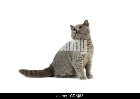 Blue British Shorthair Domestic Cat, Female sitting against White Background Stock Photo